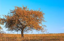 Solitude Tree Royalty Free Stock Photos Solitude Tree Royalty Free Stock Photos
