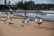 Seagulls In Flight Stock Images Seagulls In Flight Stock Images