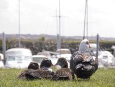 Family Of Duck Looking To The Stock Photos