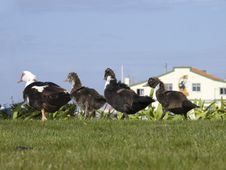Family Of Duck Royalty Free Stock Photo