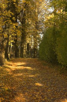 Road Covered By Yellow Autumn Royalty Free Stock Photo