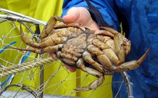 Female Dungeness Crab Royalty Free Stock Images