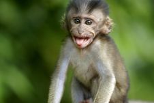 Monkey Sticking Out Tongue Royalty Free Stock Image Monkey Sticking Out Tongue Royalty Free Stock Image