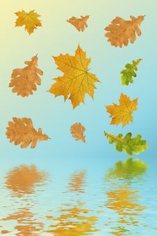 Multi-coloured Autumn Leaves Royalty Free Stock Photography Multi-coloured Autumn Leaves Royalty Free Stock Photography