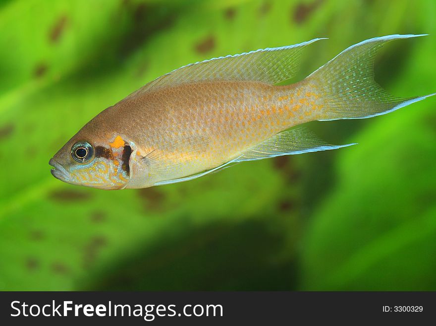 The exotic fish in aquarium, natural lighting