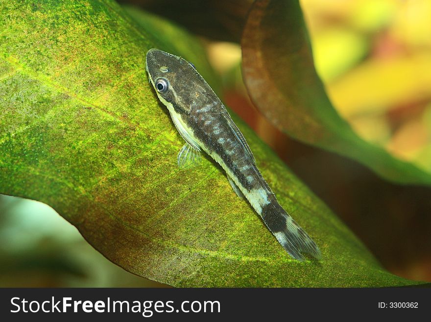 The exotic fish in aquarium, natural lighting