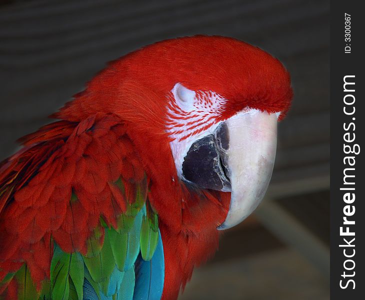 Closeup of a colorful, exotic parrot. Closeup of a colorful, exotic parrot