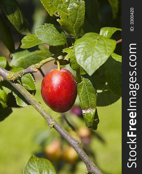 Fresh ripe organic plum growing on a plumtree. Fresh ripe organic plum growing on a plumtree