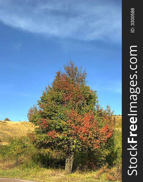 A colourful autumn tree against a blue sky