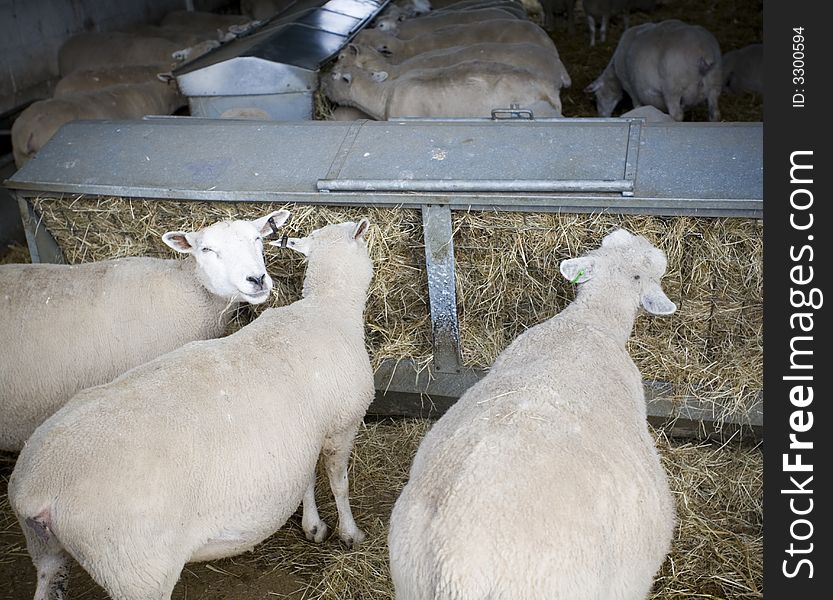 Freerange organic sheep feeding on a small farm