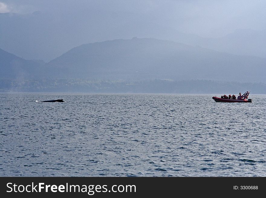 Humpback whale's tail disaprearing in the water. Humpback whale's tail disaprearing in the water