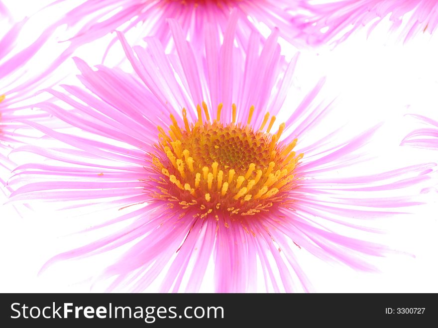 Close up of pink asters on light box