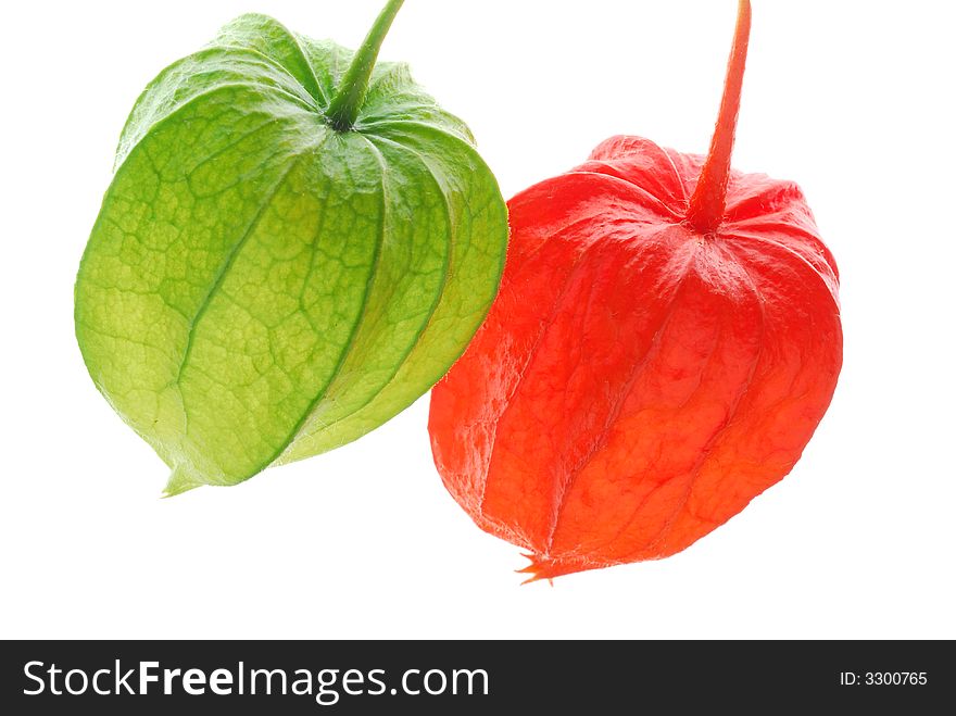 Red and green physalis on white background