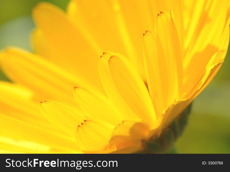 Close up of yellow daisy