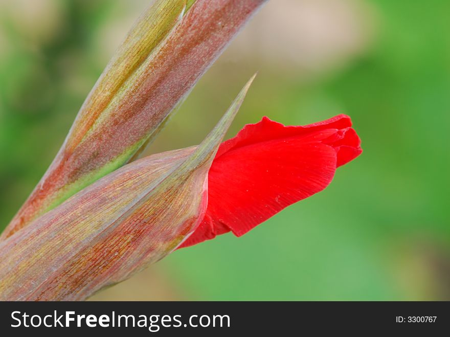 Close up of red flower with blur background