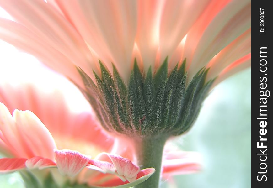 Pink gerber against natural blur background