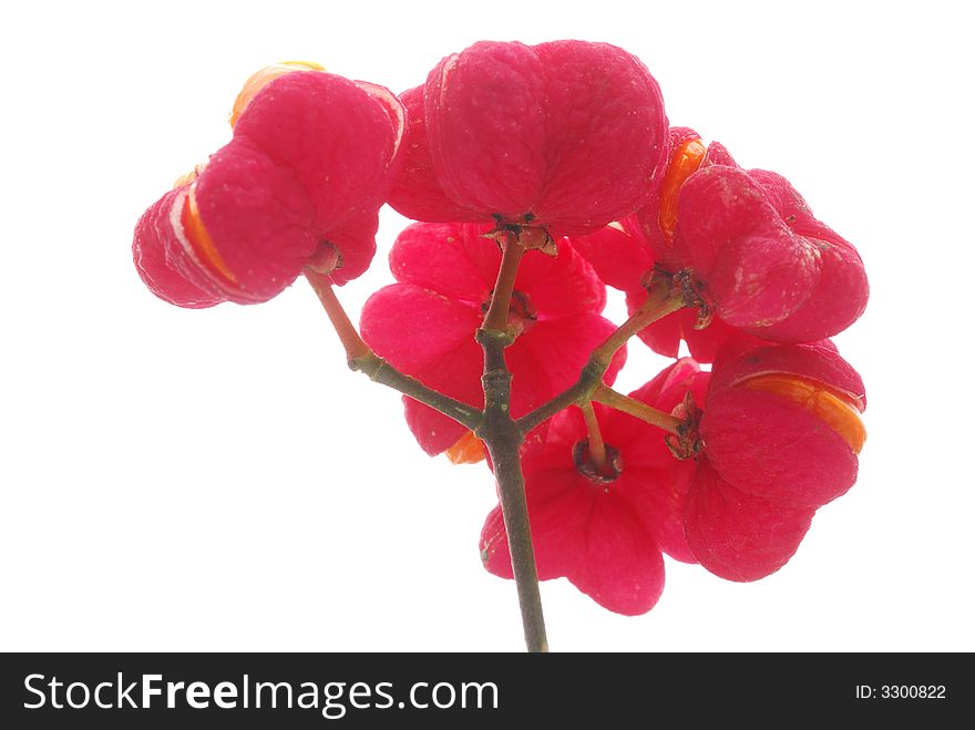 Red glower against white background