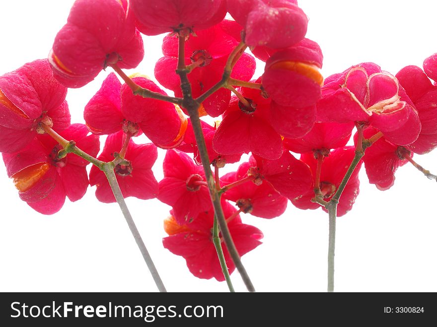 Red flowers against white background
