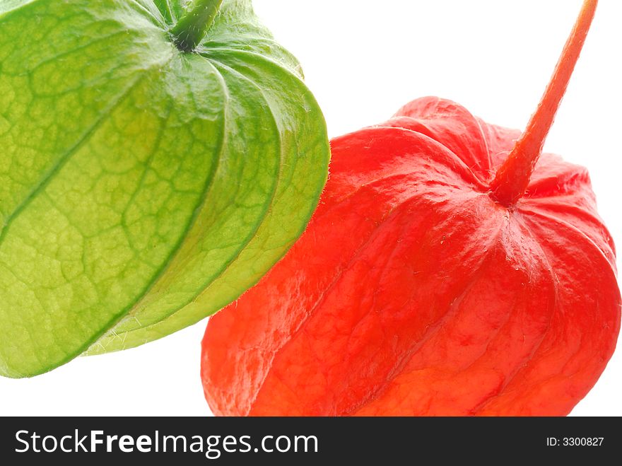 Red and green physalis on light box