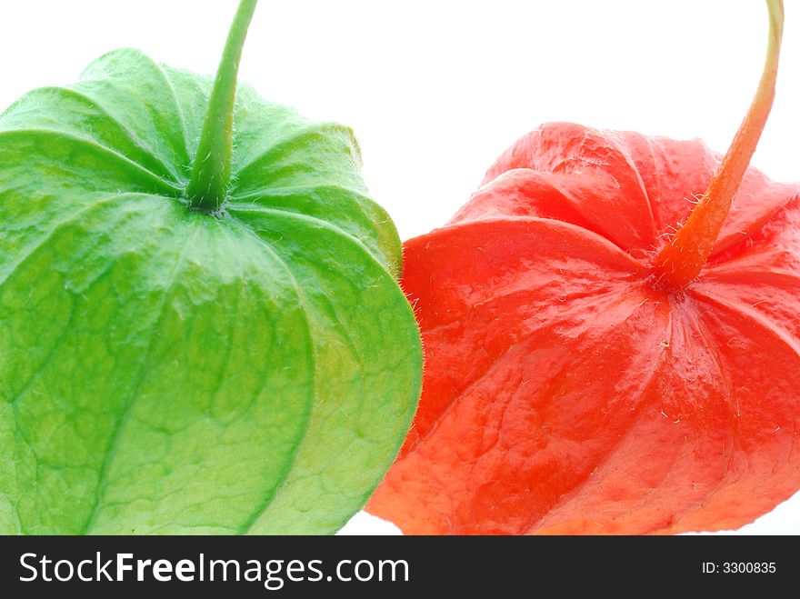 Red and green physalis on white background