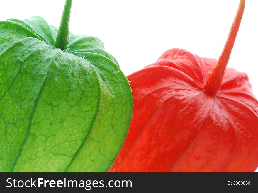 Red and green physalis on white background