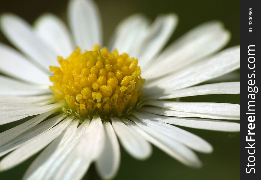A super close-up from a white daisy