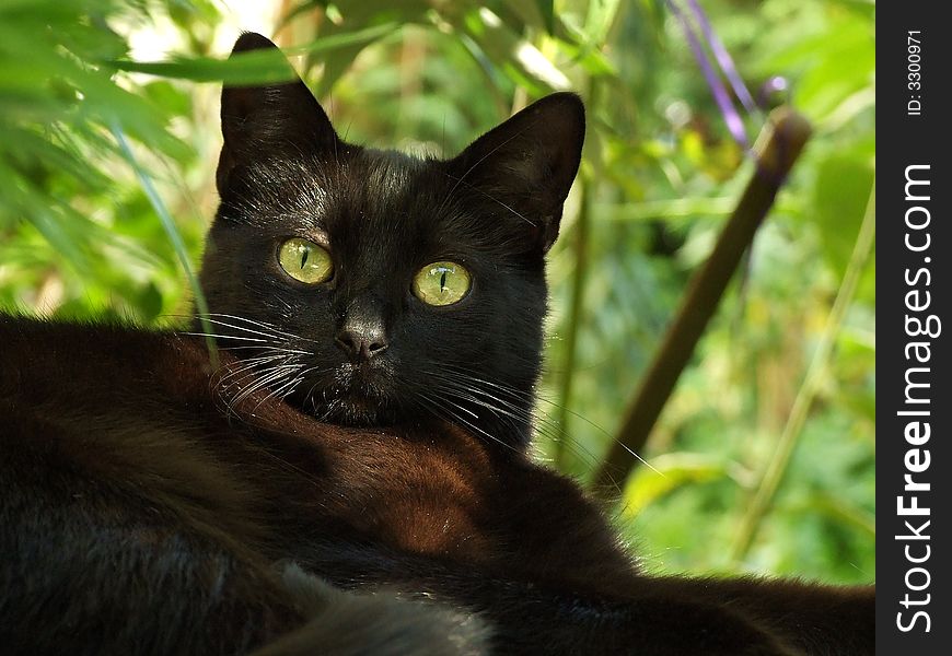 Black Female Cat In The Garden