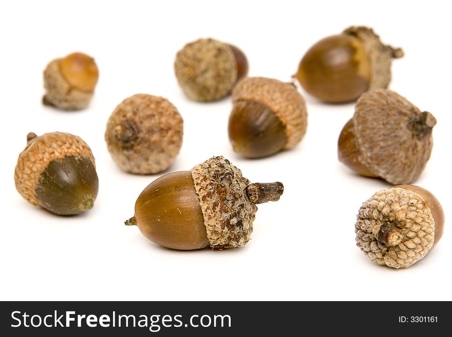 Acorns scattered around isolated on a white background