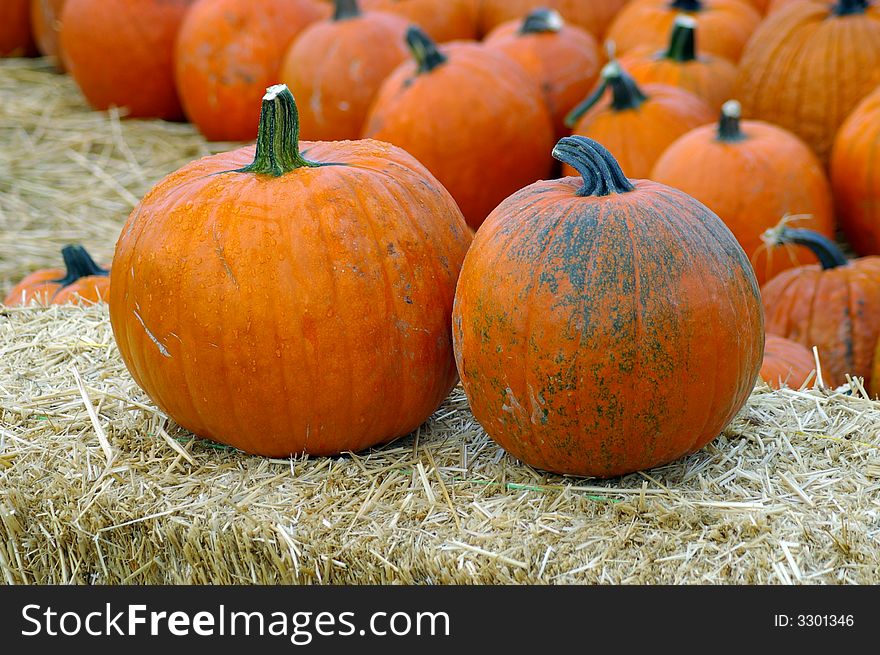 Two pumpkins infront of a field of picked pumpkins