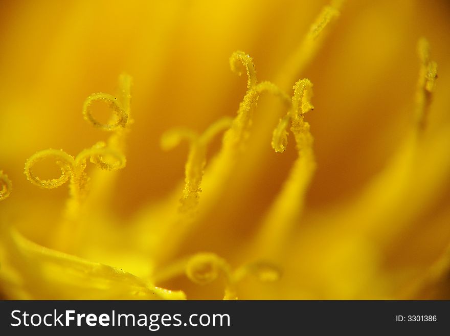 Stamens of a solar dandelion