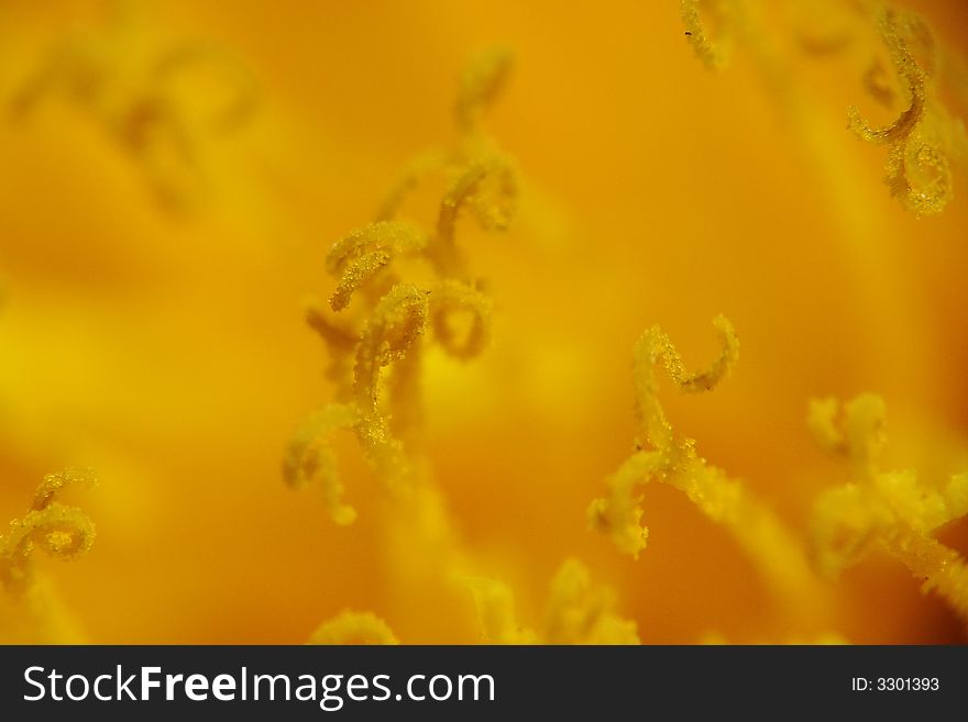 Stamens of a solar dandelion