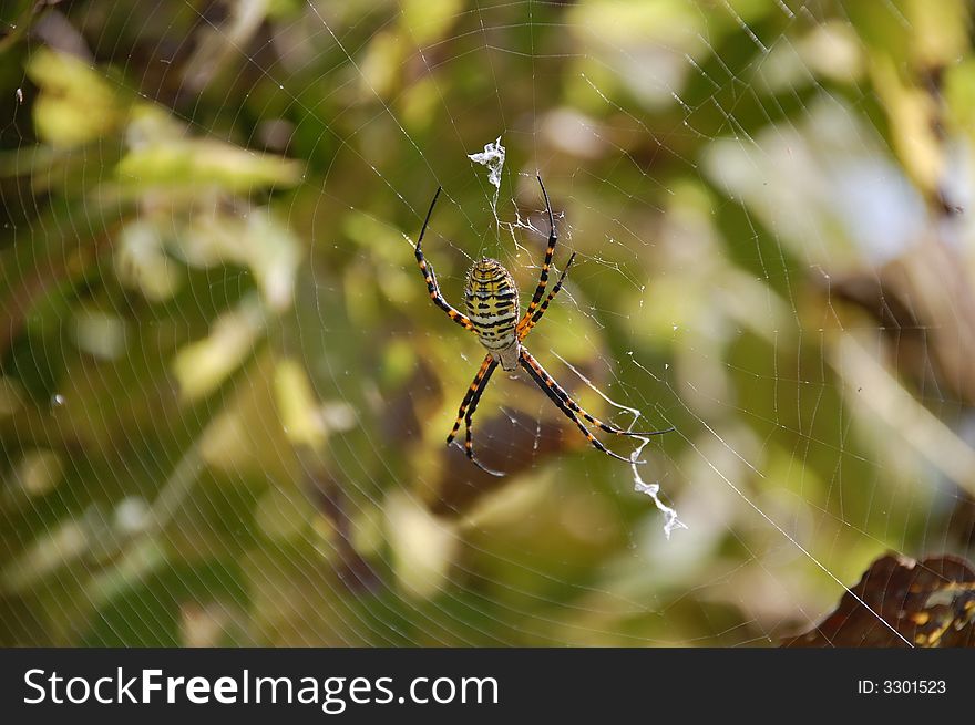 A garden spider in his web