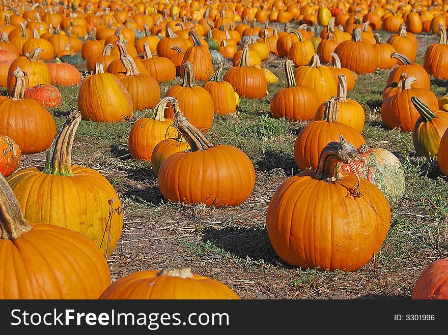 Pumpkins Forever