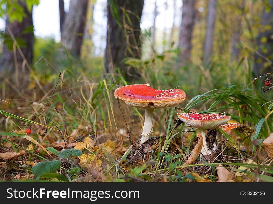 Autumn wood landscape with two mushrooms a fly agaric in the foreground. Autumn wood landscape with two mushrooms a fly agaric in the foreground