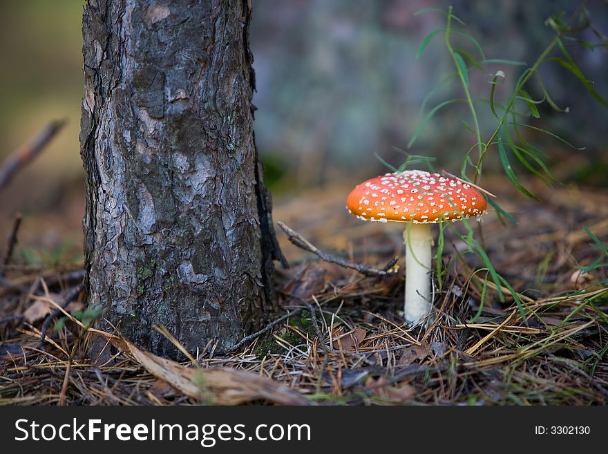 Autumn wood landscape with mushroom a fly agaric in the foreground. Autumn wood landscape with mushroom a fly agaric in the foreground