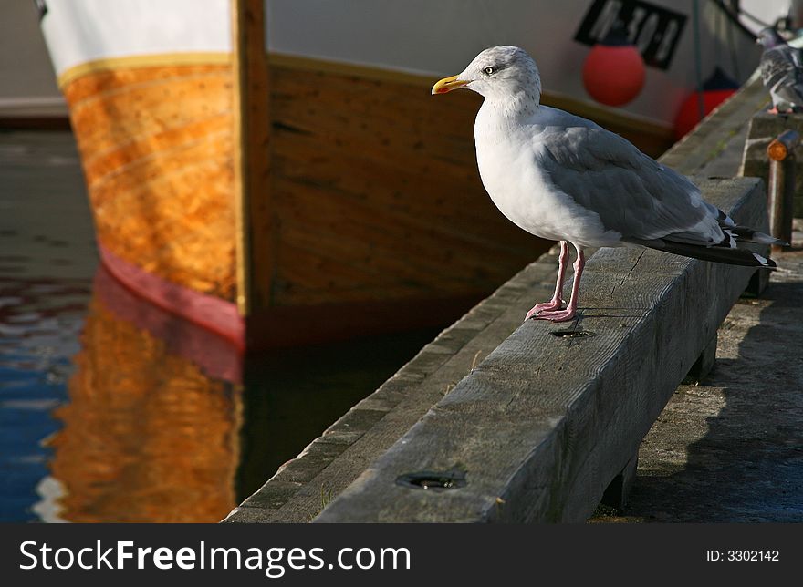 Seagull on a pier