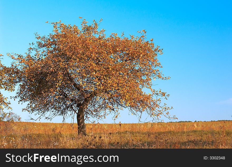 An image of solitude yellow tree. An image of solitude yellow tree
