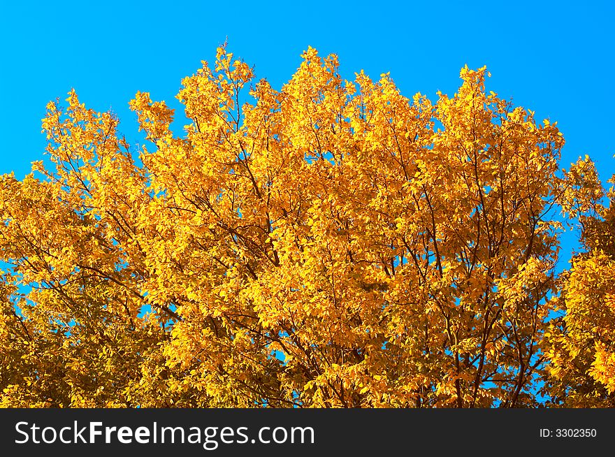 An image of autumn tree. An image of autumn tree