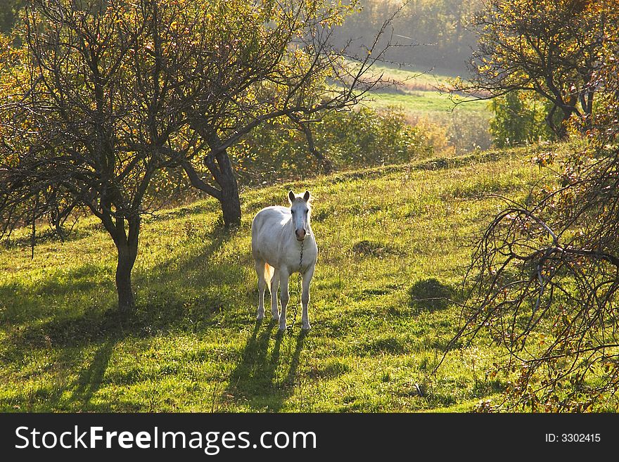 White horse in the garden