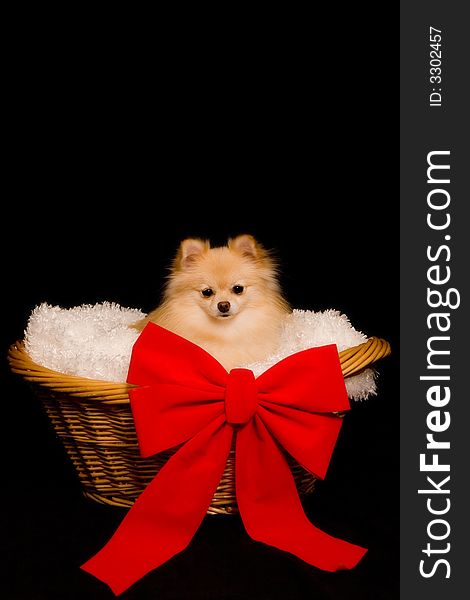 Beautiful Pomeranian puppy in a lined basket with a bright red bow. Beautiful Pomeranian puppy in a lined basket with a bright red bow.