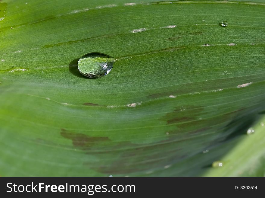 Rain water drops on banana tree leaf. Rain water drops on banana tree leaf