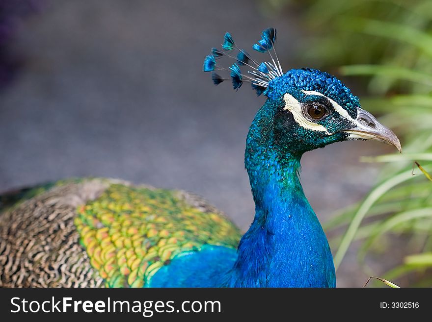 Blue Peacok