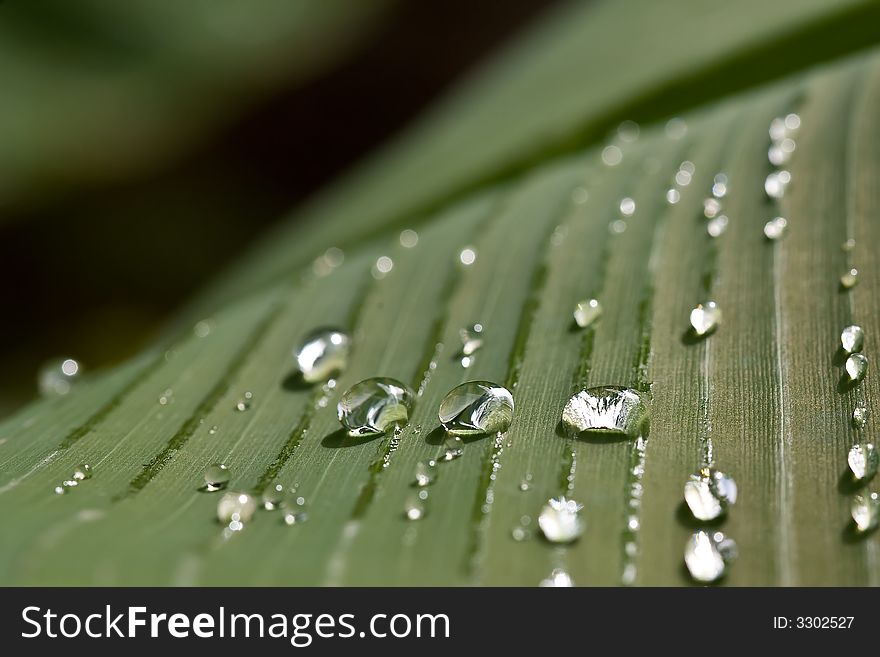 Rain water drops on banana tree leaf. Rain water drops on banana tree leaf