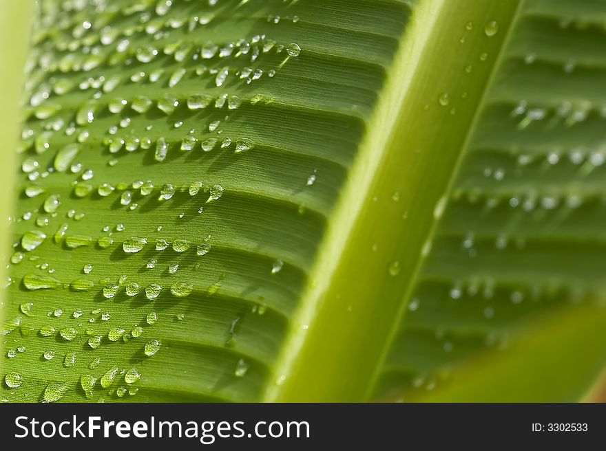 Rain water drops on banana tree leaf. Rain water drops on banana tree leaf