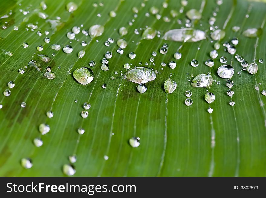 Rain water drops on banana tree leaf. Rain water drops on banana tree leaf