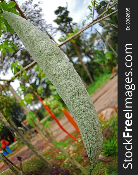 Orange snake gourd in the gardens