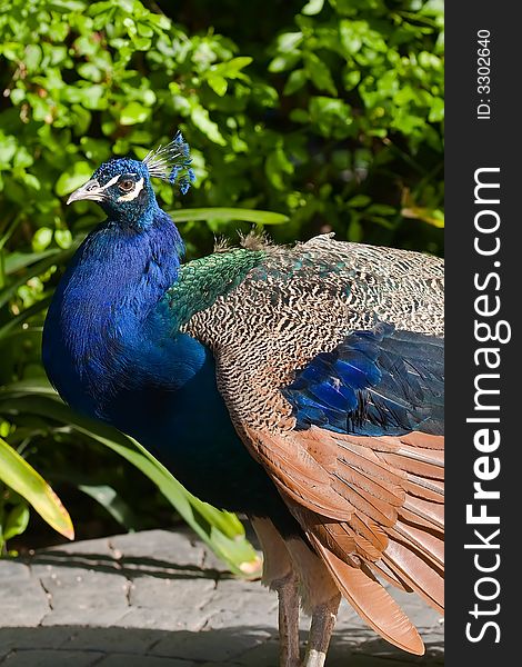 Blue Peacok