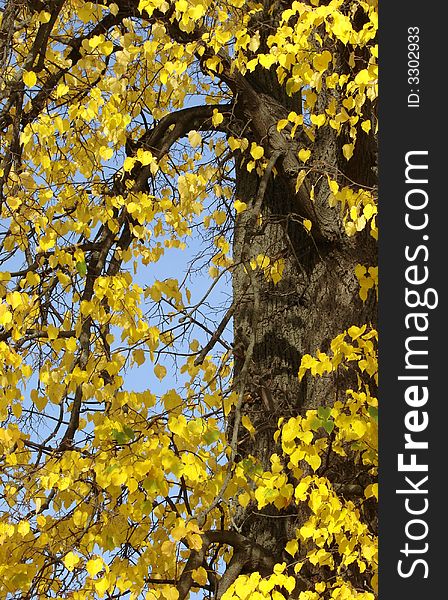 Autumnal tree fragment with bright yellow leaves