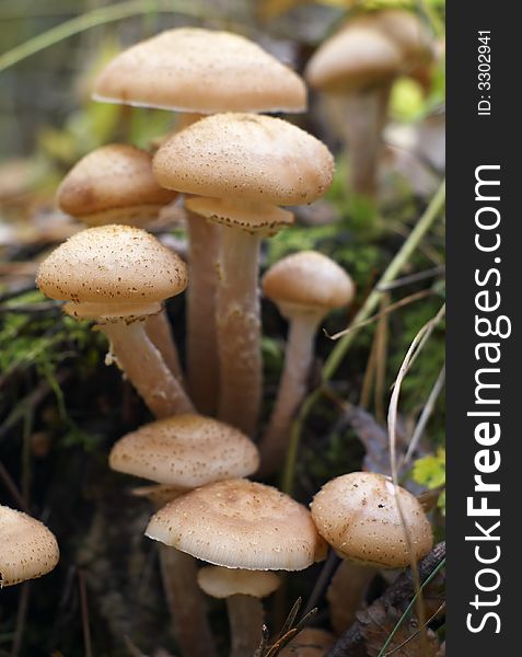 Honey mushroom on stump in forest.