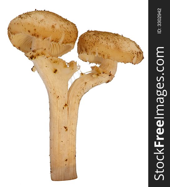 Honey mushroom, twins. Isolated over white.